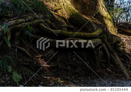 [長野縣]戶隱神社奧社 85285449