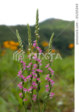 螺絲香蕉 85285844