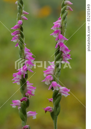 螺絲香蕉 85285849