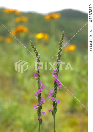 螺絲香蕉 85285850