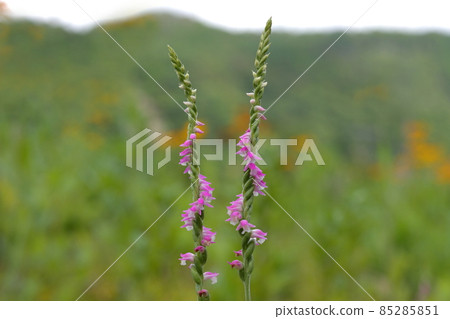 螺絲香蕉 85285851