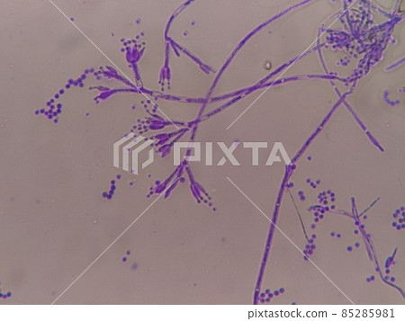 能夠觀察到美麗的分生孢子的藍黴 能夠觀察到美麗的分生孢子的藍黴 85285981