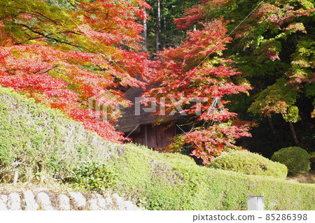 秋田町吉水園的秋葉景色 85286398