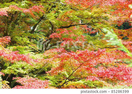 Scenery of autumn leaves in Yoshimizuen Garden, Akiota Town 85286399