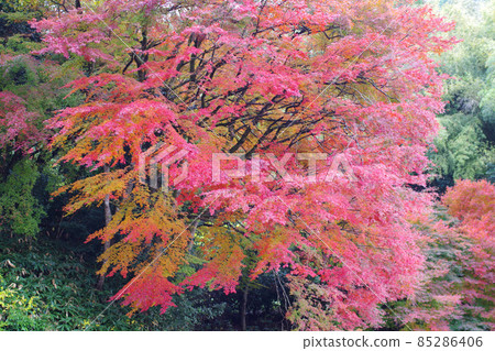 秋田町加掛的吉水園秋葉景色 85286406