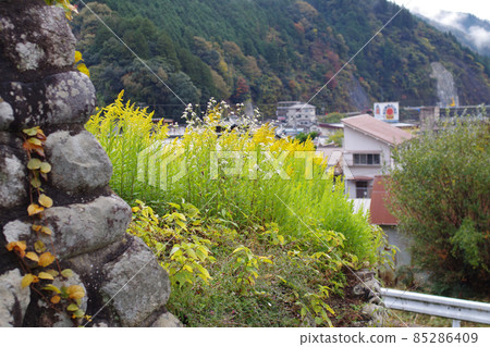 Solidago altissima 在石牆附近的看法 85286409