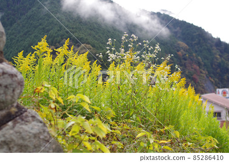 Solidago altissima 在石牆附近的看法 Solidago altissima 在石牆附近的看法 85286410