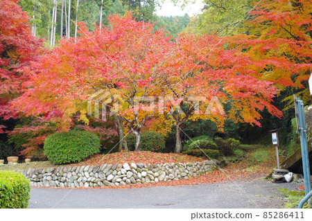 Scenery of autumn leaves in Yoshimizuen Garden in Kake, Akiota Town Scenery of autumn leaves in Yoshimizuen Garden in Kake, Akiota Town 85286411