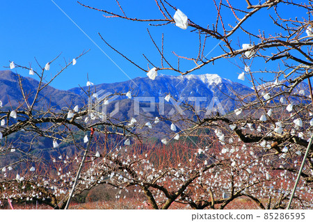冬季桃花田和南阿爾卑斯山 冬季桃花田和南阿爾卑斯山 85286595