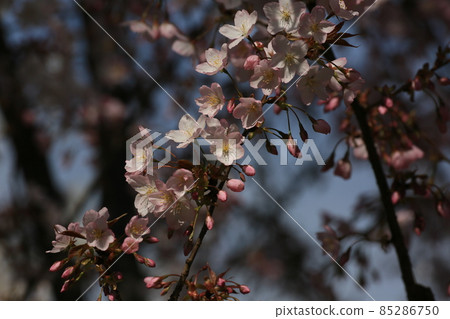 Sakura Sendaiya 85286750
