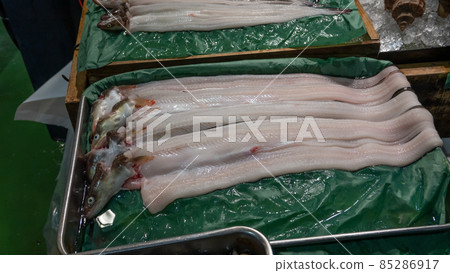 Conger eels lined up in the fish shop Misesaki 85286917