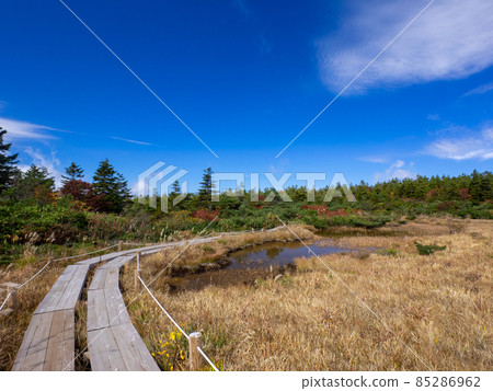 A wooden path through the autumnal marsh (Yamagata Prefecture, Zao, Irohanuma) 85286962