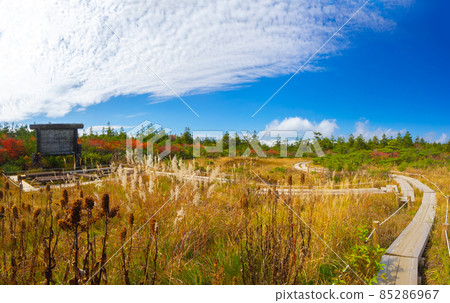 A wooden path through the autumnal marsh (Yamagata Prefecture, Zao, Irohanuma) 85286967