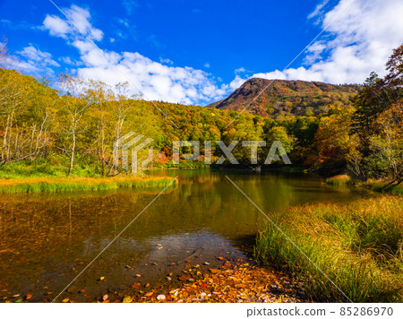 Swamps and mountains colored with autumn leaves (Yamagata Prefecture, Zao, Katagai Swamp) 85286970