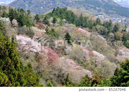 Around the time of the bud of Mt. Nakano [Tsukui, Sagamihara City, April] 85287046