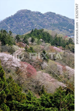 Around the time of the buds of Mt. Shiroyama and Mt. Nakano Around the time of the buds of Mt. Shiroyama and Mt. Nakano 85287047