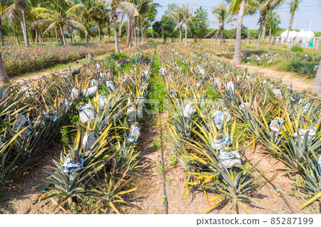 Pine appleplantation field prepare for harvest Pine appleplantation field prepare for harvest 85287199