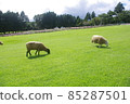 草甸的綿羊 85287501