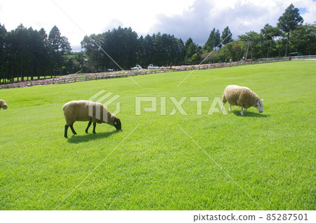 草甸的綿羊 草甸的綿羊 85287501