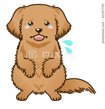 受驚的金毛獵犬 受驚的金毛獵犬 85287793
