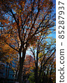 Ginkgo and the blue sky in late autumn 85287937