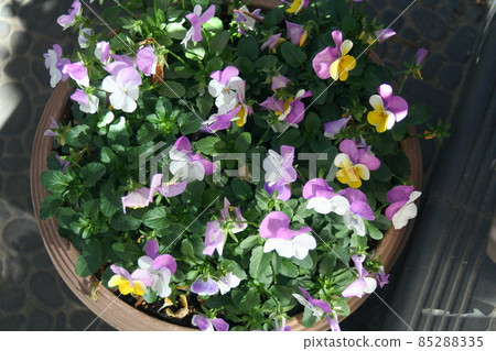 一盆中提琴花在陽光下 一盆中提琴花在陽光下 85288335