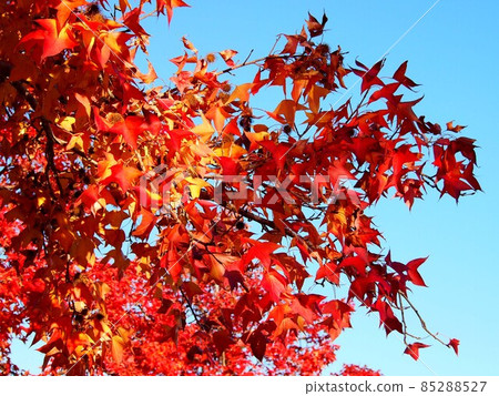 楓葉與藍天和秋葉（台灣楓葉在晨光中） 85288527