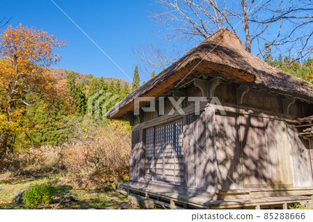 Yellow leaves of Amidado Yellow leaves of Amidado 85288666