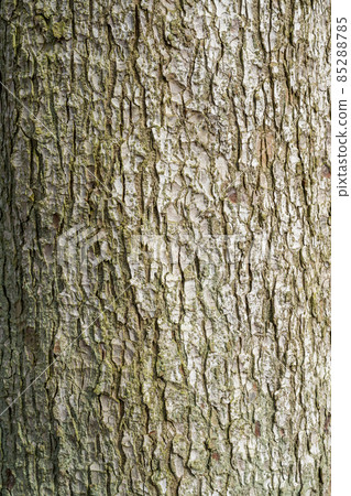 Bark of old tree Seamless bark background texture Natural 85288785