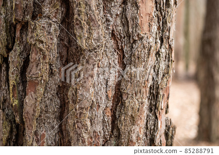 Bark of old tree Seamless bark background texture Natural Bark of old tree Seamless bark background texture Natural 85288791