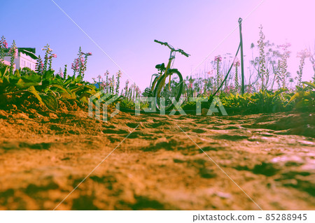 Da Lat travel in springtime, yellow bike in  colorful bell flower garden 85288945