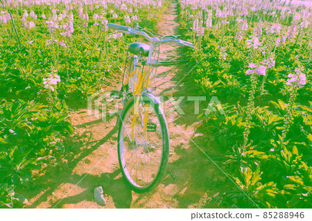 Da Lat travel in springtime, yellow bike in  colorful bell flower garden 85288946