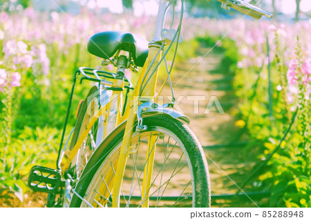 Da Lat travel in springtime, yellow bike in colorful bell flower garden Da Lat travel in springtime, yellow bike in colorful bell flower garden 85288948