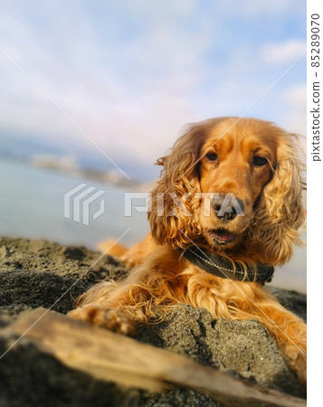 happy dog cocker spaniel on the beach happy dog cocker spaniel on the beach 85289070