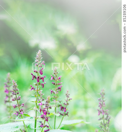 Meadow flowers and herbs. Purple wildflowers in green grass. 85289106