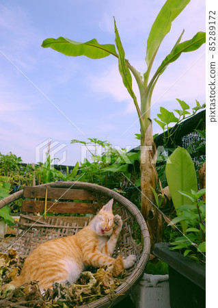Cute yellow cat lying in bamboo basket under banana tree 85289172