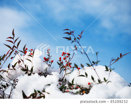 積雪在南天映照在藍天上 積雪在南天映照在藍天上 85289232