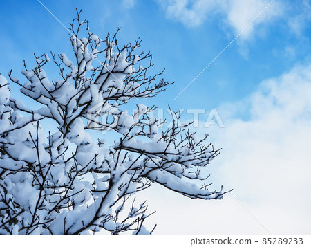 白雪覆蓋的樹枝在藍天中閃耀 白雪覆蓋的樹枝在藍天中閃耀 85289233