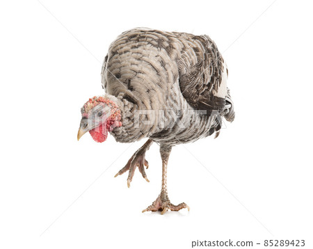 gray turkey isolated on white background 85289423