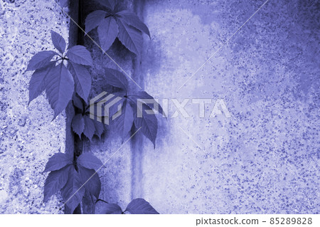 Leaves of maiden grapes.Creative natural background toned in color of the year 2022,very peri Leaves of maiden grapes.Creative natural background toned in color of the year 2022,very peri 85289828