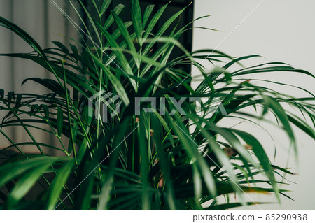 House plant in dark green stands in an apartment House plant in dark green stands in an apartment 85290938