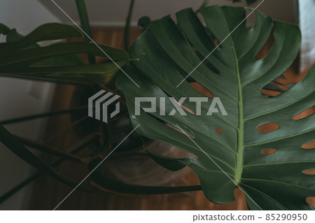 House plant in dark green stands in an apartment House plant in dark green stands in an apartment 85290950