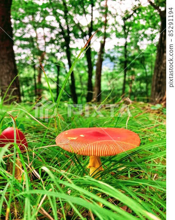 生長在綠草中的五顏六色的紅色玉竹 85291194