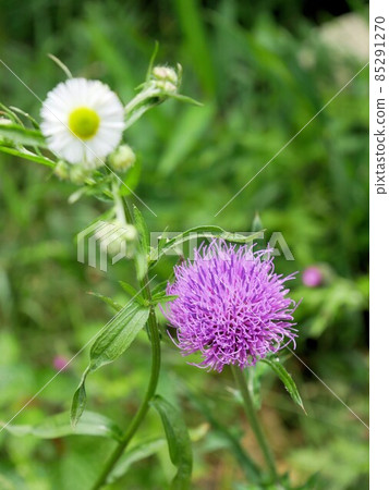 Bright pink Tsukushiazami (Aso, Kumamoto Prefecture) Bright pink Tsukushiazami (Aso, Kumamoto Prefecture) 85291270