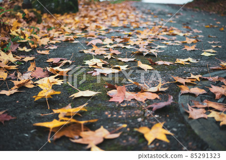 臺灣,冬季,楓葉,雨水,濕氣,落葉,鐵道,生態,霧氣 臺灣,冬季,楓葉,雨水,濕氣,落葉,鐵道,生態,霧氣 85291323