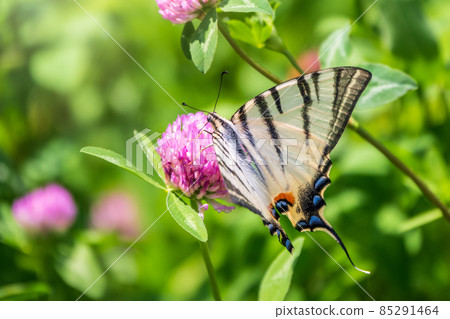 Beautiful Butterfly Scarce Swallowtail, Sail Swallowtail, Pear-tree Swallowtail, Podalirius. Latin name Iphiclides podaliriu. Butterfly collects nectar on flower. 85291464