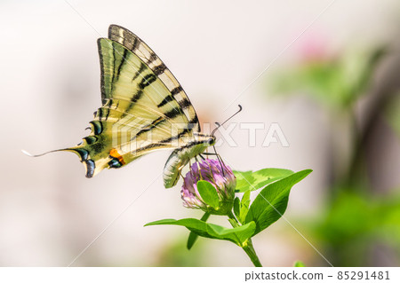 Beautiful Butterfly Scarce Swallowtail, Sail Swallowtail, Pear-tree Swallowtail, Podalirius. Latin name Iphiclides podaliriu. Butterfly collects nectar on flower. 85291481
