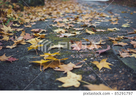 臺灣,冬季,楓葉,雨水,濕氣,火車,鐵道,落葉,霧氣 85291797