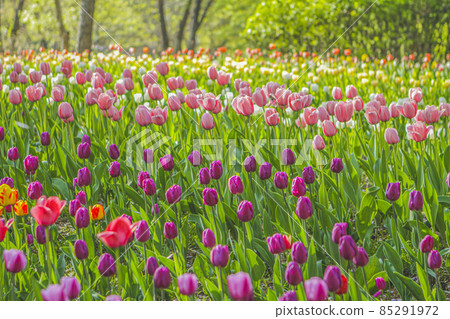 A flower field in Seoul Forest 85291972