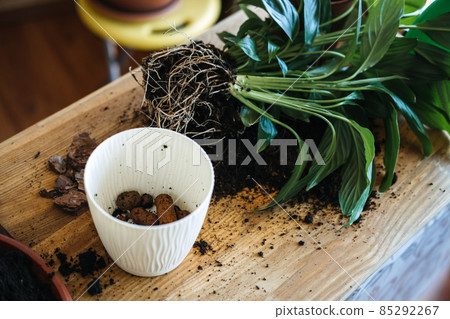 Spring Houseplant Care, repotting houseplants. Planting Houseplants In Pots, drainage layer for Houseplants. Small pebbles, hydrogranules, clay granules as drainage in plant pot 85292267